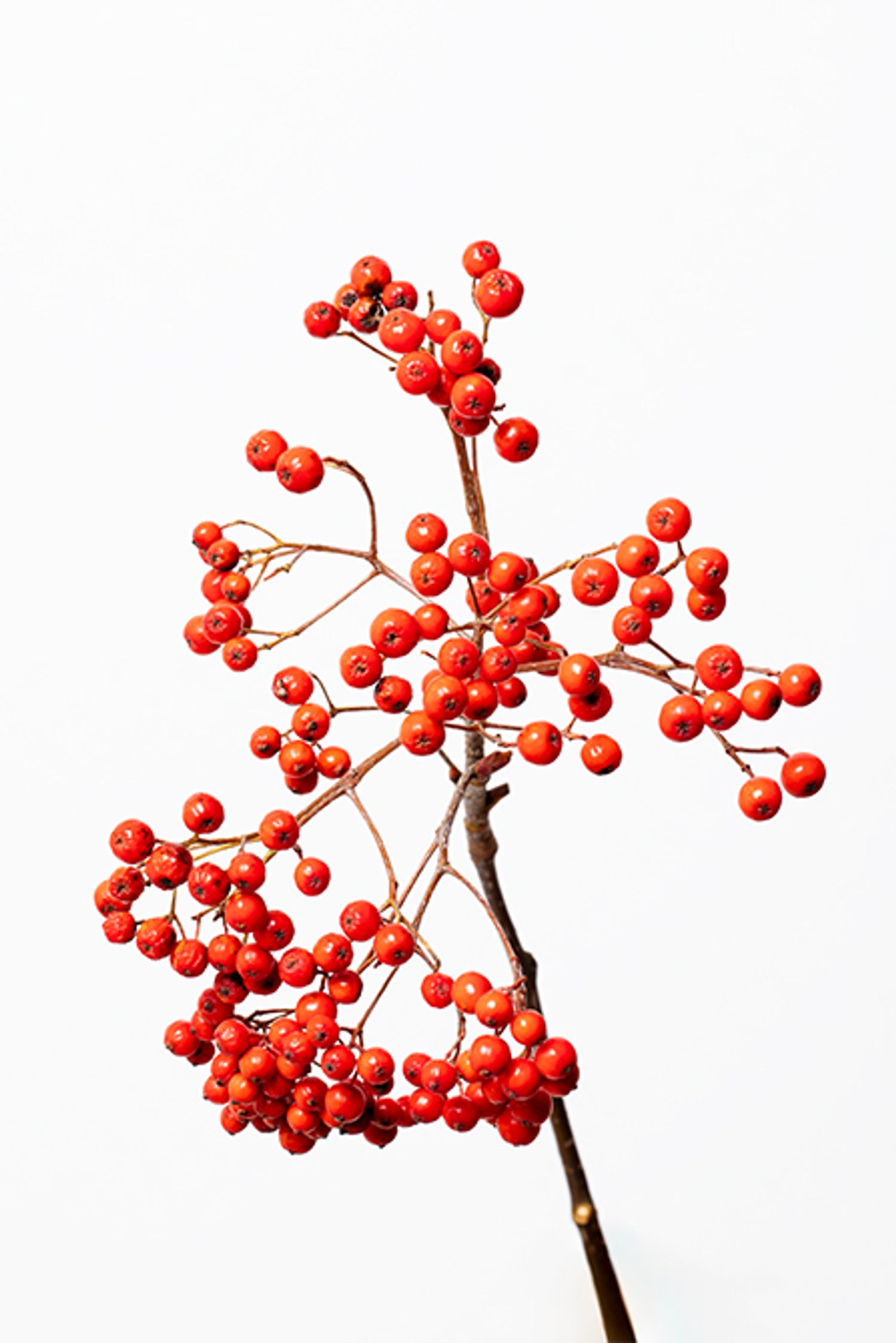 ライデン。バラ科の落葉樹。5月から7月に開花し、白い花を咲かせたあと、小さな果実となり、赤く熟すのは9月から11月頃。