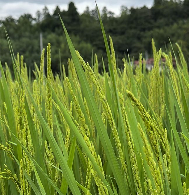美味しいお米と季節の食材からなる「一汁三菜」が基本メニューです。