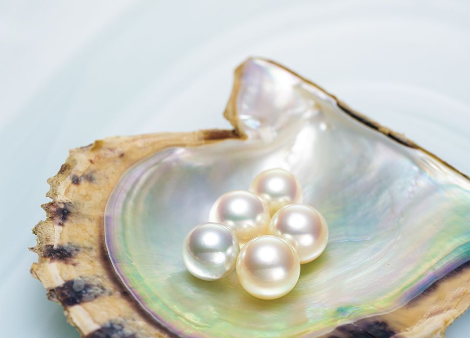 アコヤ真珠の貝殻の上に並ぶ粒よりのパール。海の中で大切に育まれた真珠のうち清美堂真珠が用いる、きめ細かで透明感のある真珠層が幾重にも巻いている品質のものは、わずか1％未満。