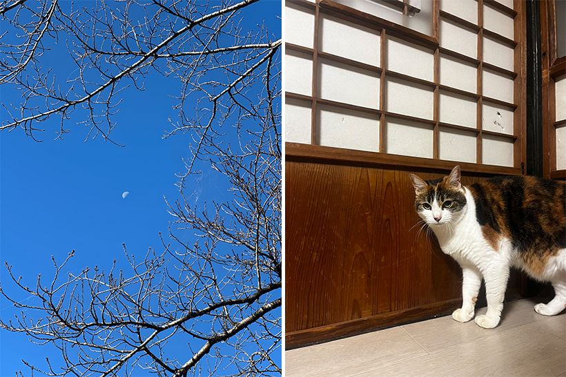 左・「枝の間からのぞく朝月に静かな冬の訪れを感じました」と村雨さん。この連載を通して、日々の情景や季節に向ける眼差しにますます磨きがかかっているようです。右・冬の気配を感じたメちゃん、玄関の遠くからお出迎え。
