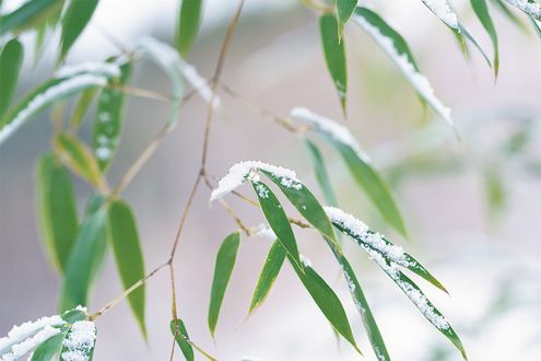12月の志野結びは「雪持笹」。“冬月香（とうげつこう）”の聞き方とは【季節の香りを聞く】