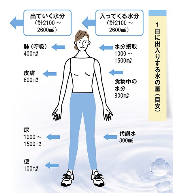 1日に出入りする水の量（目安）