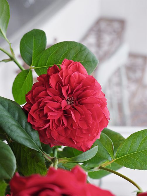 枝分かれして花が複数輪つくスプレー咲きの‘レッドワイン＆ローズ’。クシュクシュしたロゼット咲きは庭で咲くオールドローズのようで、どこか懐かしい雰囲気を感じさせます。「ジャパンフラワーセレクション2019-2020」切り花部門で「フラワー・オブ・ザ・イヤー」を受賞した人気の品種。