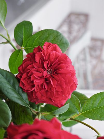 枝分かれして花が複数輪つくスプレー咲きの‘レッドワイン＆ローズ’。クシュクシュしたロゼット咲きは庭で咲くオールドローズのようで、どこか懐かしい雰囲気を感じさせます。「ジャパンフラワーセレクション2019-2020」り切り花部門で「フラワー・オブ・ザ・イヤー」を受賞した人気の品種。