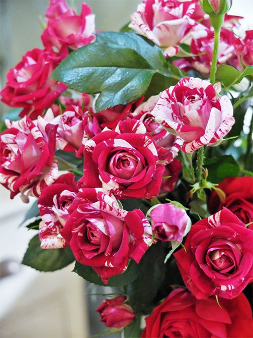 スプレーバラの‘フリューレット’は、赤と白のマーブル模様の花弁が印象的！花によって混じり方が異なるのもおもしろく、贈り花に軽快な動きを与えることができます。