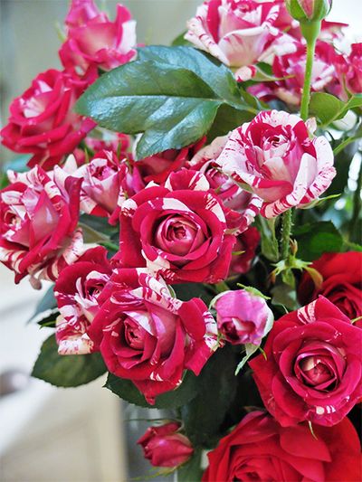 スプレーバラの‘フリューレット’は、赤と白のマーブル模様の花弁が印象的！花によって混じり方が異なるのもおもしろく、贈り花に軽快な動きを与えることができます。