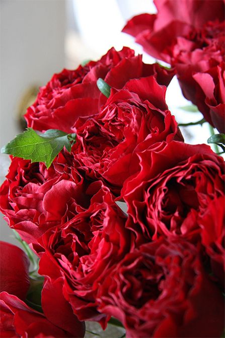 スタンダードバラの‘キララ’。剣弁ながら丸みのある花弁が波打つさまが優しくエレガントな印象を与えます。深みのある赤が魅力的。