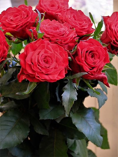 1茎に1つの花を咲かせるスタンダードバラの‘ブリランテ’ 。輝くような赤だけでなく、花形もとてもきれい。