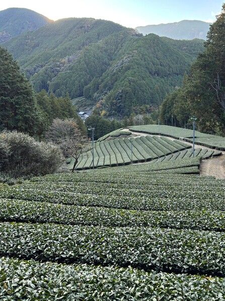 山間部の斜面に広がる美しい茶畑。訪れた11月は来春の新茶に向けて準備を始める時期。