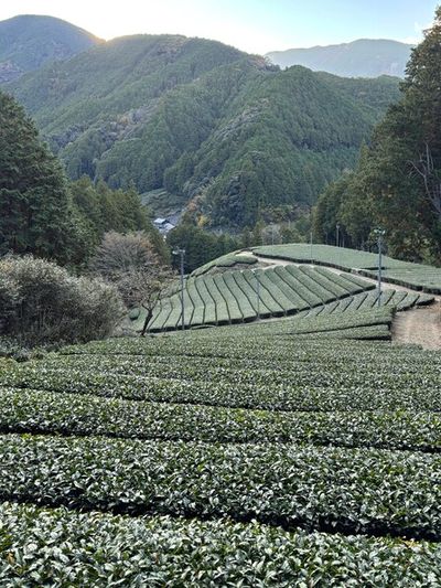 山間部の斜面に広がる美しい茶畑。訪れた11月は来春の新茶に向けて準備を進めている時期。