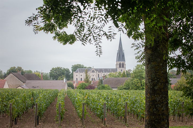 ローラン・ペリエ本社敷地内にあるレ・プレザンス区画。すべてシャルドネが植えられ、メゾンを象徴する気品とピュアさを湛えるぶどうを生み出している特別な畑。