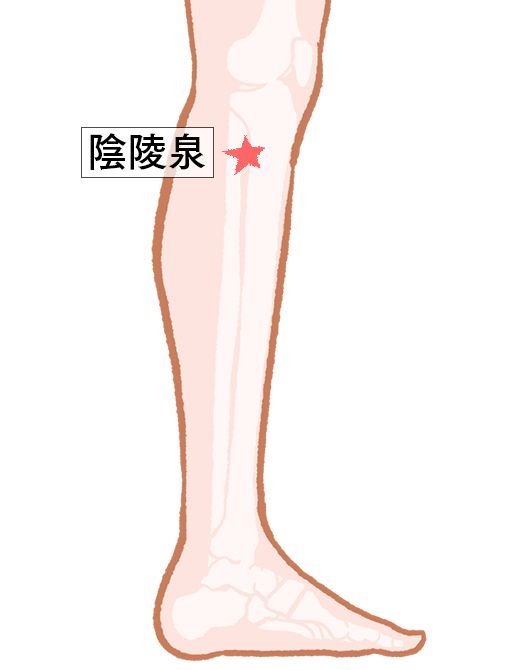 陰陵泉（いんりょうせん）：脾経のツボ