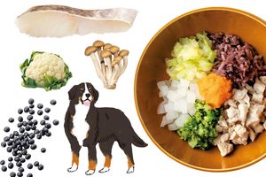 愛犬の体の状態をチェックして合う食材をチョイス。「五味五性」の考え方も解説