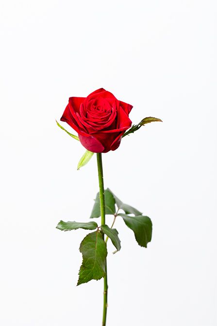 バラ‘アマダ’。艶やかでふっくらとした花びらが特長。エレガントな佇まいで、深紅の王道ともいえる品種。