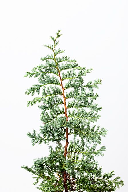 ブルーバード。冬に出回る濃い緑のグリーン。リースの底面に用いることで、赤の華やぎを引き締め、全体のバランスを整えます。