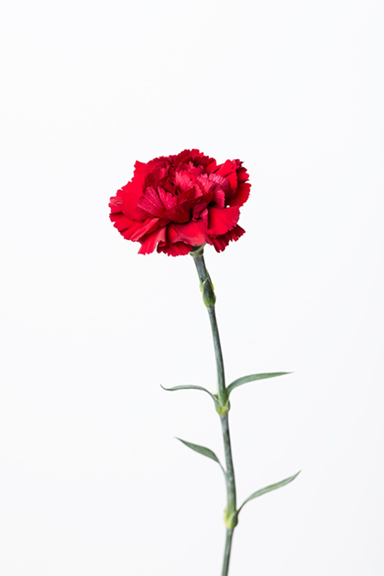 カーネーション‘ズリゴ’。深い真紅が印象的なカーネーション。重厚な赤がリース全体に華を添える。