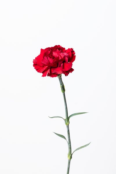 カーネーション‘ズリゴ’。深い真紅が印象的なカーネーション。重厚な赤がリース全体に華を添える。