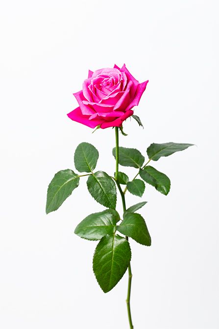 バラ‘エモーション プロフォンド’。赤に近いピンクでリース全体に軽やかさと明るさを添えます。