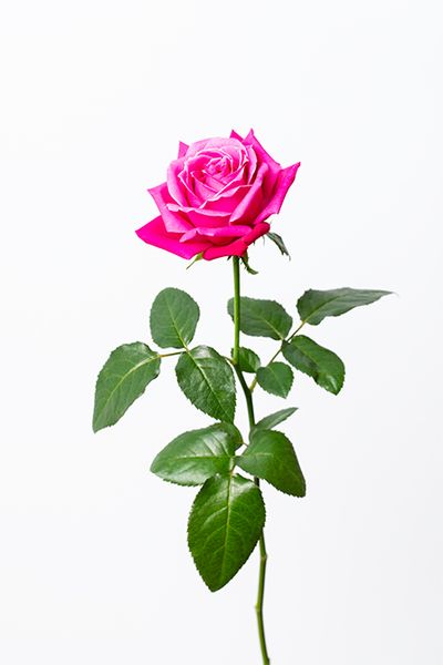 バラ‘エモーション プロフォンド’。赤に近いピンクでリース全体に軽やかさと明るさを添えます。