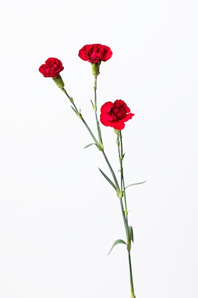 スプレーカーネーション‘シャトー’。小ぶりの花が特長。リースの丸いフォルムづくりの仕上げに。