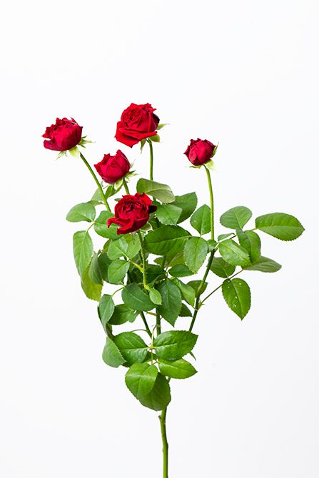 スプレーバラ‘タマンゴ’。可憐な小さい花が大輪のバラの間をナチュラルにつなぎ、立体感を演出。