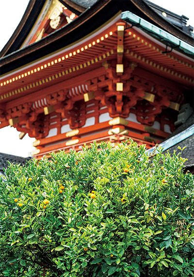 【5】舞殿に植えられた橘