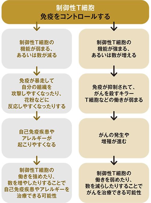 制御性T細胞の働きと病気やその治療との関連