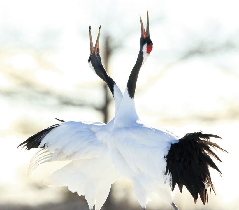 「親鸞は一筋に阿弥陀仏。“TRUELOVE”なんですよ」──五木 写真／Yasuyuki Imai /PIXTA（ピクスタ）