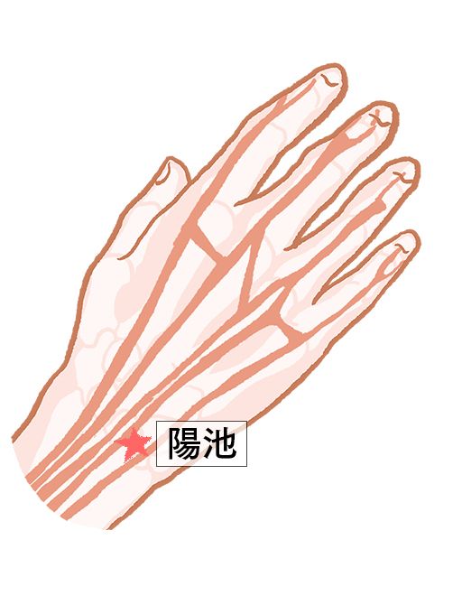陽池（ようち）：三焦経のツボ
