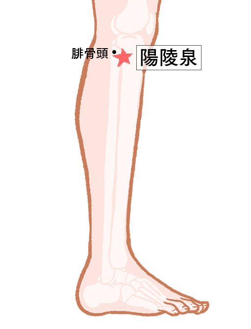 陽陵泉（ようりょうせん）：胆経のツボ
