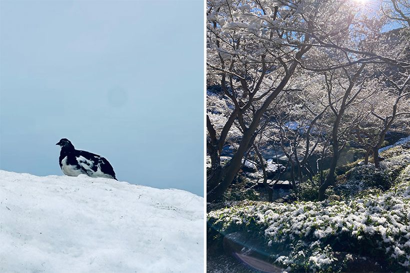 「雪の中で静かにたたずむライチョウの姿がとても愛らしく見えました」と村雨さん。庭園を白く染める雪景色にも思わずレンズを向けて。