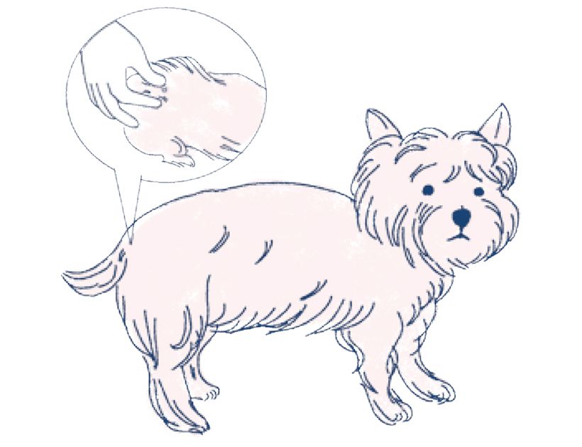 2．尾の付け根を指でつまむように触り、パーンと張っていれば「十分足りている」、すぼまるような感触なら「痩せている」。