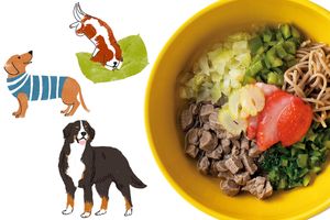 素朴な疑問から「こんなときどうする？」のお悩みまで。わんこ薬膳にまつわるQ&A集
