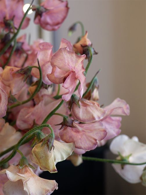 ニュアンスのあるピンクのグラデーションに染められた‘メロウ’。高級なアンティーク品を見ているような、気品ある美しさに魅了されます。この花色を少し加えるだけで、贈り花が大人っぽい雰囲気になります。