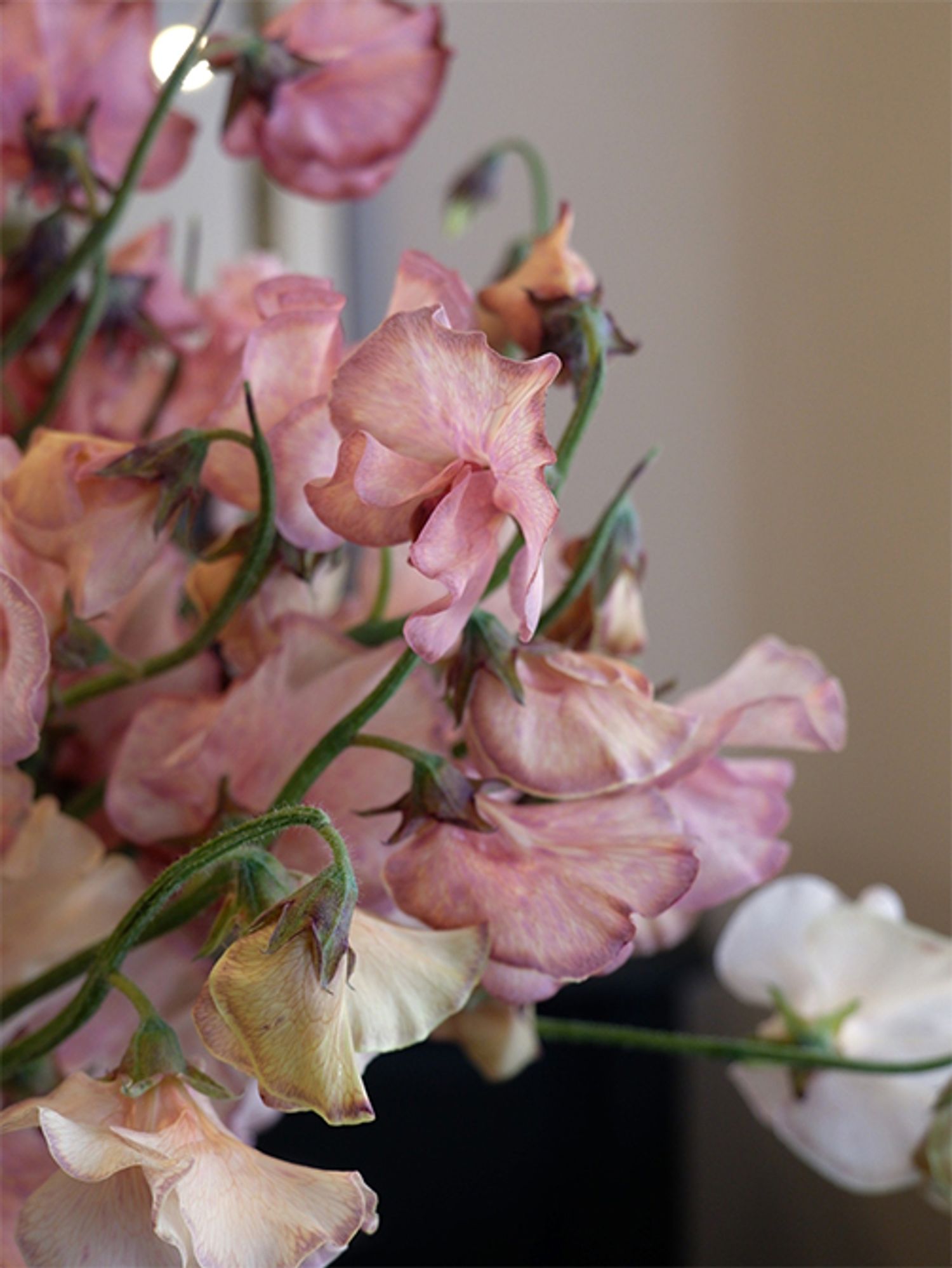 ニュアンスのあるピンクのグラデーションに染められた‘メロウ’。高級なアンティーク品を見ているような、気品ある美しさに魅了されます。この花色を少し加えるだけで、贈り花が大人っぽい雰囲気になります。