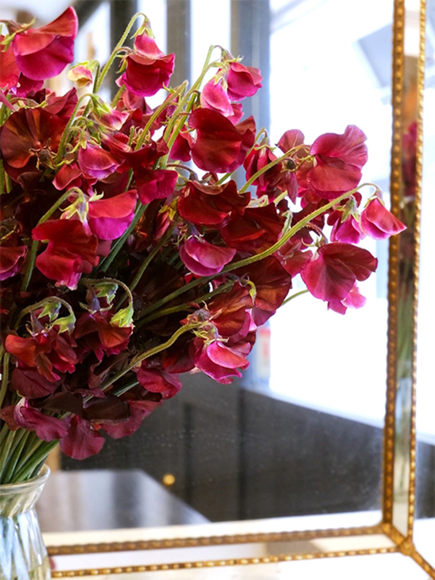 オリジナル品種の‘ショコラ’。これほど深く、しかも発色のよい花色はスイートピーではなかなか見当たりません。これが天然色というのも驚きで、チョコレート色ながら暗さがなく、むしろ華やかな印象があります。高尾さん、すごい花色を生み出したなーと思わず感嘆。