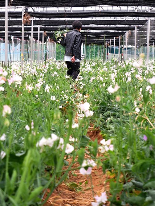 「花摘み会」は、ハウス栽培されている様子を直に見せていただく滅多にない機会。勢いのある姿に毎回驚かされます。市場には出回らない曲がりを描く茎のものもあり、あえてそういうものを選んで束ねると、想像以上におもしろい作品に仕上がり、ワクワク感がマックスに！