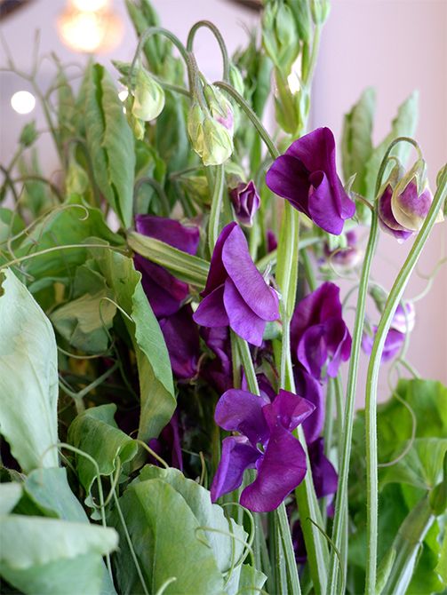 高尾英克さんがどうしても枝付きで出荷したくて仕立てを工夫した‘夜間飛行’。夜空の碧の深さを連想させる花色に魅了されました。少しマットな質感の花弁は、収穫する時期、また、光線の具合で微妙に色みが異なって見えるそうです。