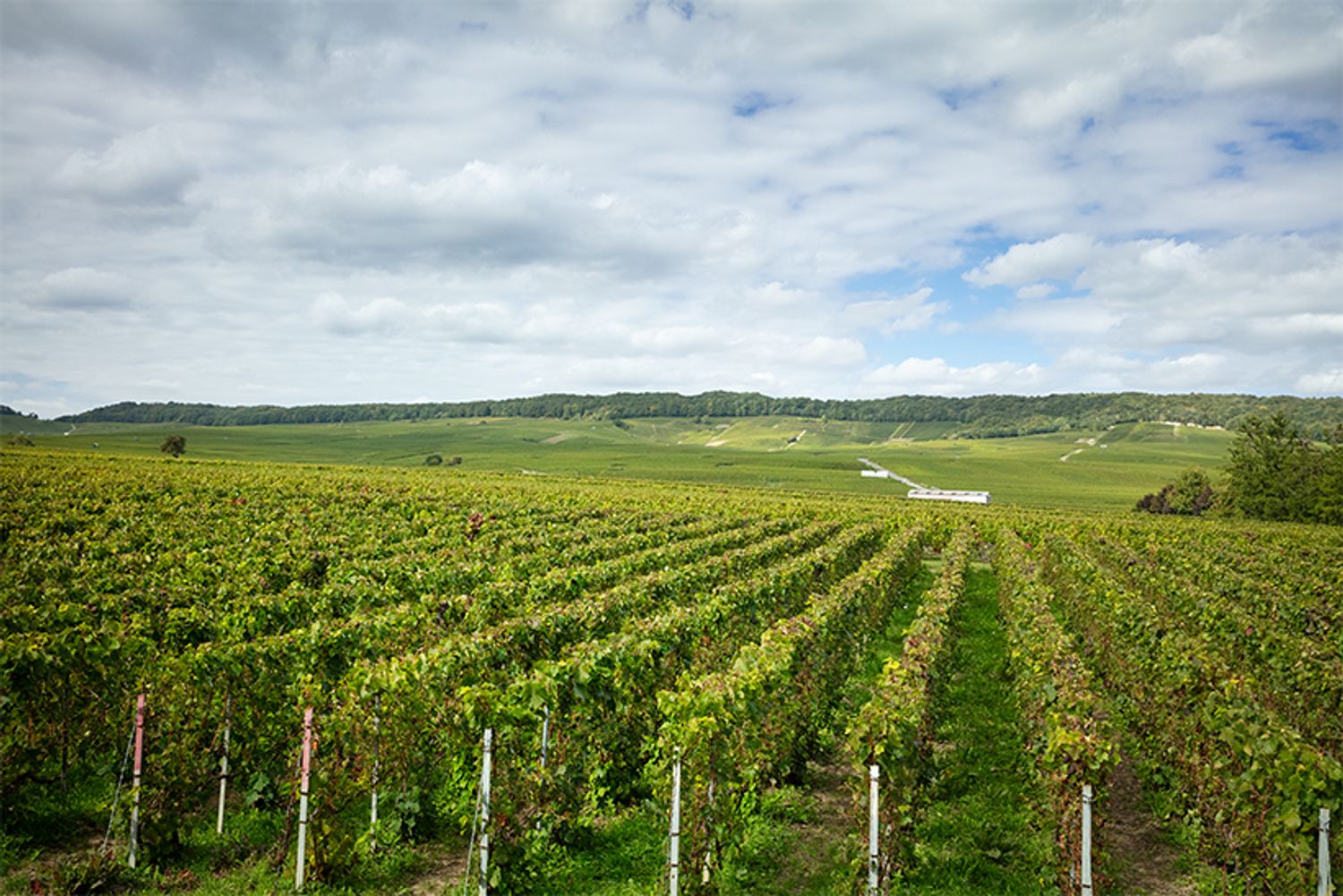 アンボネイの緩やかな丘陵に広がるエグリ ウーリエの自社畑。