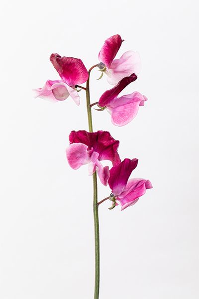 スイートピー‘紅式部’。深みのある赤紫色が印象的な品種。リース全体の色味を引き締める“締め色”としてところどころに配置し、美しいグラデーションを作り出します。