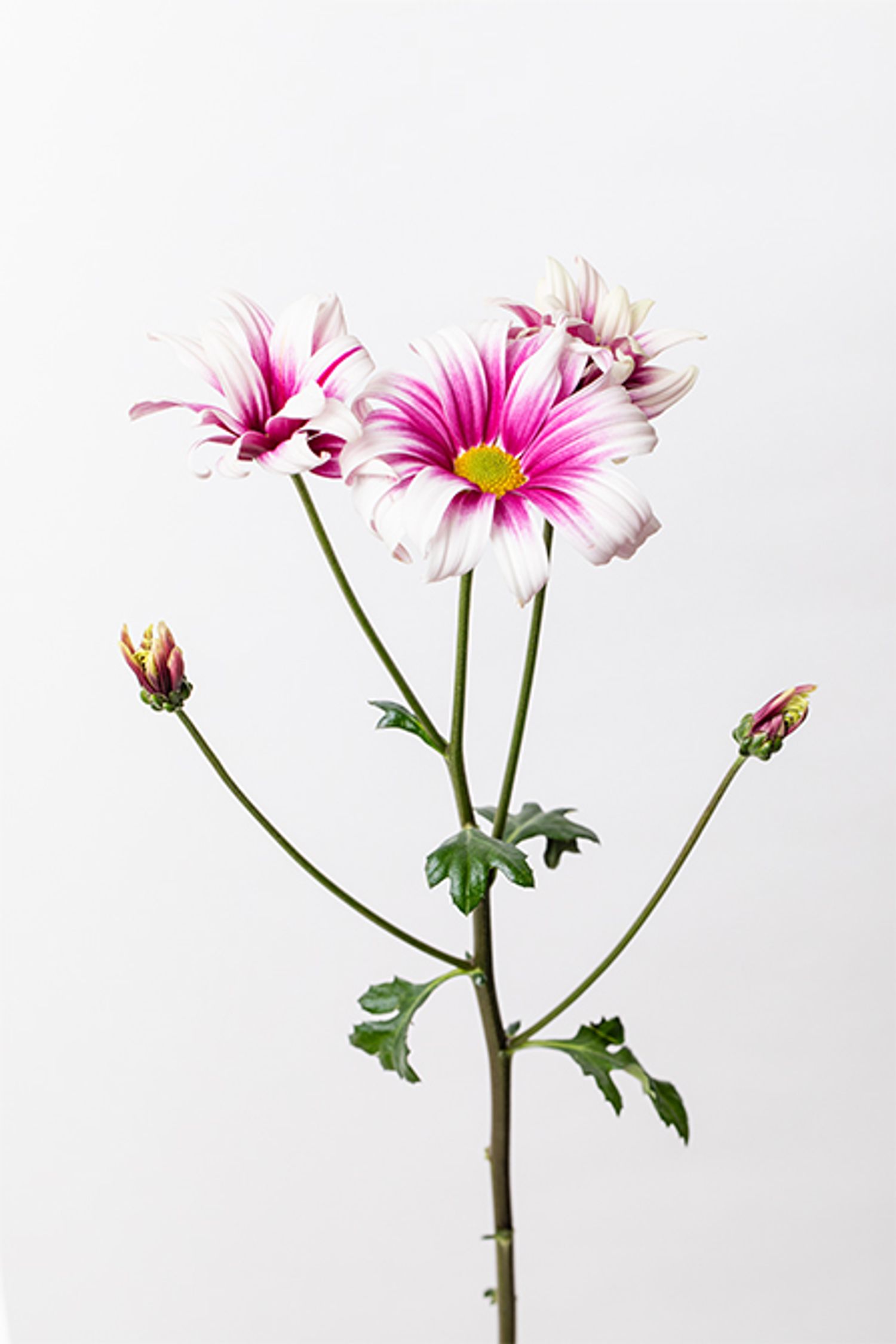 スプレーマム‘セイエルマ’。花びらの縁が白く、中心部に向かってピンクが濃くなり、濃淡が美しい。清らかで上品な印象を与えてくれます。