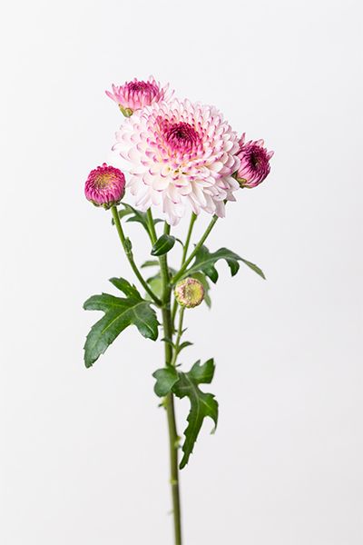 スプレーマム‘アビー’。中心の濃いピンクが全体をほどよく引き締めるアクセントに。小ぶりなサイズ感を生かし、花材の隙間を美しく埋めてくれます。