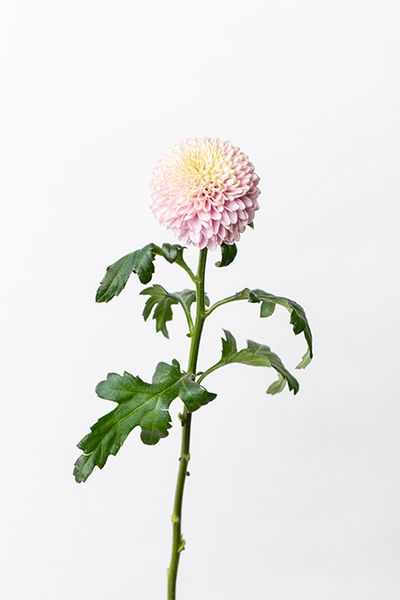 ディスバッドマム‘シャボン’。丸いフォルムが愛らしいマム。淡いピンクの花びらが重なり、石けんの泡のようなふんわりとした質感が特長。