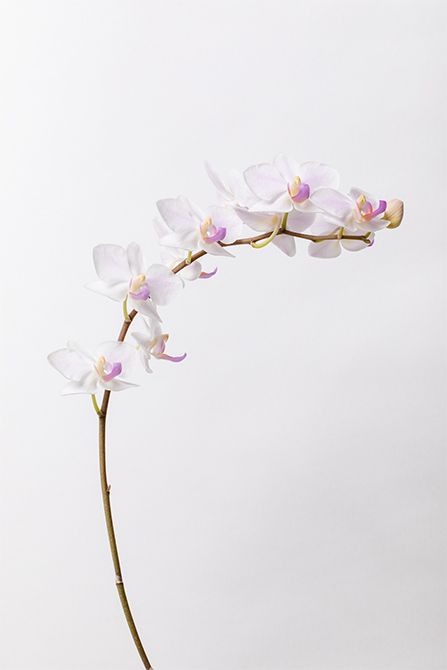 コチョウラン’なごり雪。ひらひら舞う雪のようなこぶりな花が特長。白を基調とした清楚な色合いと、胡蝶蘭らしいくっきりとしたフォルムで、新春らしい清々しさと華やぎを与えてくれます。