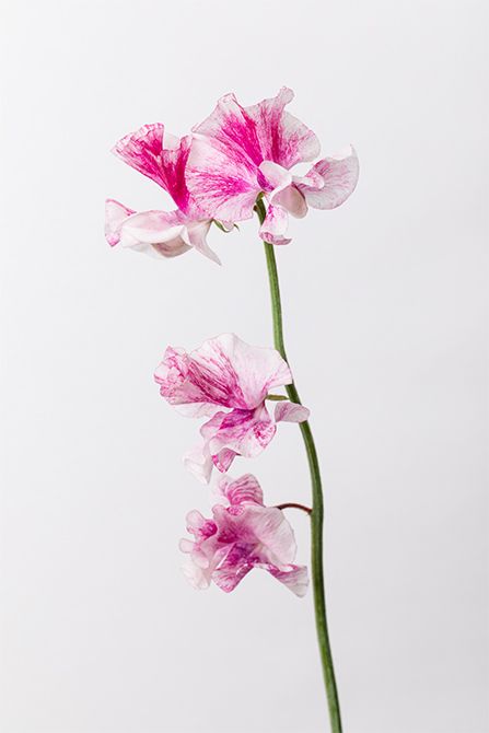 スイートピー‘恋かすみ’。白と淡い紫のバイカラーがやさしい印象。ふわりと波打つ花びらがフリルのように見え、胡蝶蘭やマムの隙間をやわらかくつないでくれます。