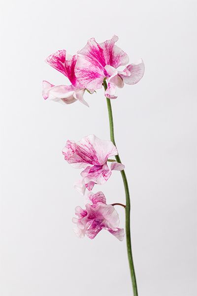 スイートピー‘恋かすみ’。白と淡い紫のバイカラーがやさしい印象。ふわりと波打つ花びらがフリルのように見え、胡蝶蘭やマムの隙間をやわらかくつないでくれます。