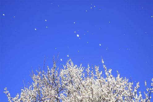 2月15日は「春一番名付けの日」。その由来と注意すべきこととは？