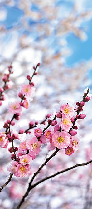 季語に親しむ「二月」春の雪