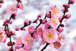 夏井いつきさん連載「季語に親しむ」　2月の季語“春の雪”を使った一句のポイントは