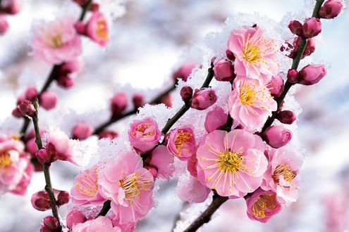 夏井いつきさん連載「季語に親しむ」　2月の季語“春の雪”を使った一句のポイントは